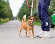Маленький хорошенький пёс Санкт-Петербург