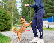 Маленький хорошенький пёс Санкт-Петербург