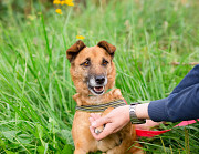 Маленький хорошенький пёс Санкт-Петербург
