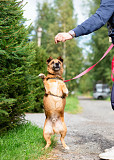 Маленький хорошенький пёс Санкт-Петербург