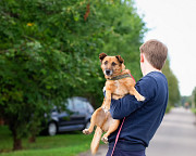 Маленький хорошенький пёс Санкт-Петербург