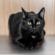 Красавица Мята ищет дом доставка из г.Москва