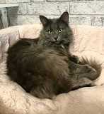 Красавица Мушка ищет дом доставка из г.Москва