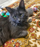 Красавица Мушка ищет дом доставка из г.Москва