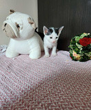 Котята в Вене Австрия доставка из г.Vienna