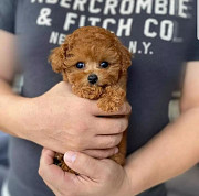 Щенки той-пуделя доступны для усыновления в хорошие руки. Для получения более подробной информации с доставка из г.Болонья