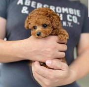 Щенки той-пуделя доступны для усыновления в хорошие руки. Для получения более подробной информации с доставка из г.Болонья