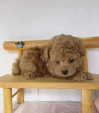 Щенки той-пуделя доступны для усыновления в хорошие руки. Для получения более подробной информации с доставка из г.Болонья