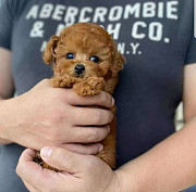 Щенки той-пуделя доступны для усыновления в хорошие руки. Для получения более подробной информации с доставка из г.Болонья