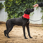 Щенок Боб ищет новых заботливых владельцев хозяев доставка из г.Москва