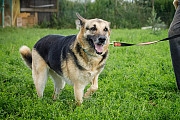 Взрослая восточно-европейская овчарка Тайга в добрые руки доставка из г.Москва