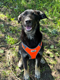 Умный и симпатичный щенок-подросток ищет дом Санкт-Петербург