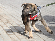 Удивительный щенок с умными глазами Санкт-Петербург