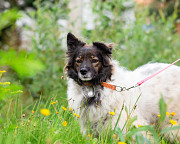 Хорошенькая диванная собачка Санкт-Петербург