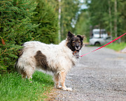 Хорошенькая диванная собачка Санкт-Петербург