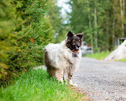 Хорошенькая диванная собачка Санкт-Петербург