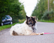 Хорошенькая диванная собачка Санкт-Петербург