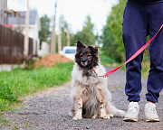 Хорошенькая диванная собачка Санкт-Петербург