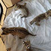 Котята сервала доступны для продажи Москва