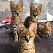Котята сервала доступны для продажи Москва