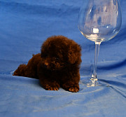 Пуделя щенок той коричневая девочка ВЭНДИ доставка из г.Москва