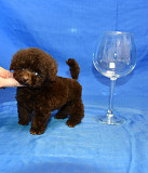 Пуделя щенок той коричневая девочка ВЭНДИ доставка из г.Москва