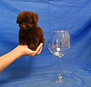 Пуделя щенок той коричневая девочка ВЭНДИ доставка из г.Москва