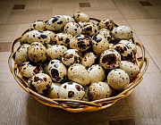 Перепелиное яйцо Абинск