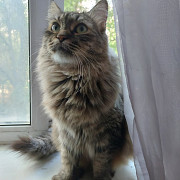 Спокойная и добрая кошка Анфиса в добрые руки доставка из г.Москва