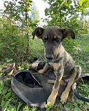 Два очаровательных дворянина и их мама ищут дом доставка из г.Москва