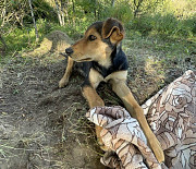 Два очаровательных дворянина и их мама ищут дом доставка из г.Москва