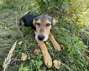 Два очаровательных дворянина и их мама ищут дом доставка из г.Москва