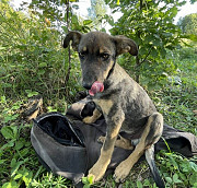 Два очаровательных дворянина и их мама ищут дом доставка из г.Москва