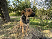 Два очаровательных дворянина и их мама ищут дом доставка из г.Москва