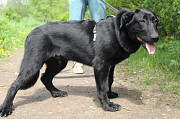 Красавец чёрный пёс Санкт-Петербург