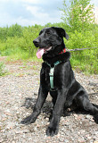 Красавец чёрный пёс Санкт-Петербург