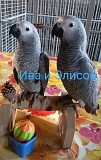 Жако птенцы выкормыши говорящие от заводчика Москва