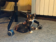 Котенок Морковка – в самые добрые руки Москва