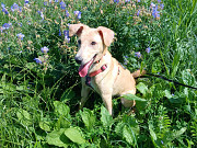 Две золотые королевишны ищут дом Санкт-Петербург