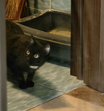 Бэлла – в поиске дома Москва