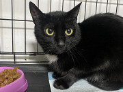 Бэлла – в поиске дома Москва