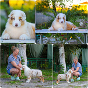 Щенки Австралийской овчарки/аусси от питомника ркф Сочи