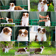 Щенки Австралийской овчарки/аусси от питомника ркф Сочи