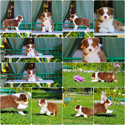 Щенки Австралийской овчарки/аусси от питомника ркф Сочи