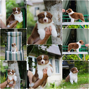 Щенки Австралийской овчарки/аусси от питомника ркф Сочи