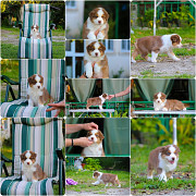 Щенки Австралийской овчарки/аусси от питомника ркф Сочи