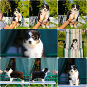 Щенки Австралийской овчарки/аусси от питомника ркф Сочи