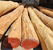 Акация Робиния белая, бревно окоренное оптом от производителя. Армавир