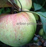 Саженцы яблони из питомника, с доставкой и посадкой по низкой цене Москва