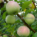 Саженцы яблони из питомника, с доставкой и посадкой по низкой цене Москва